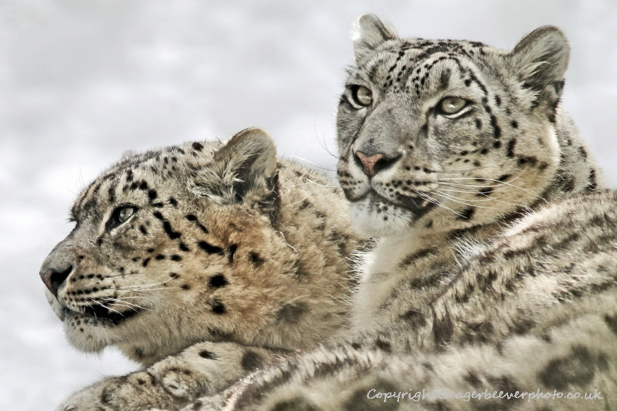 Big Cat Wildlife Art by UK Artist christopher Beever 31