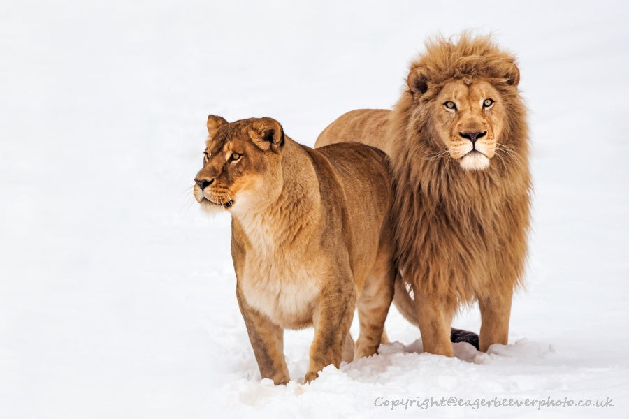 Big Cat Wildlife Art by UK Artist christopher Beever 33