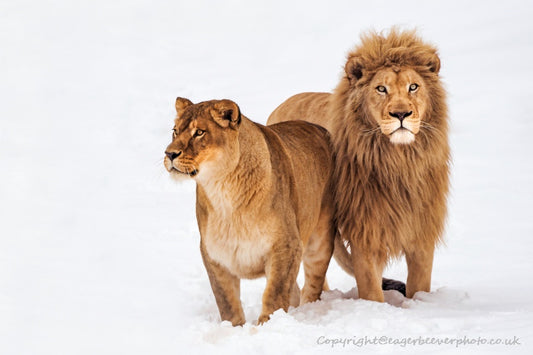 Big Cat Wildlife Art by UK Artist christopher Beever 33