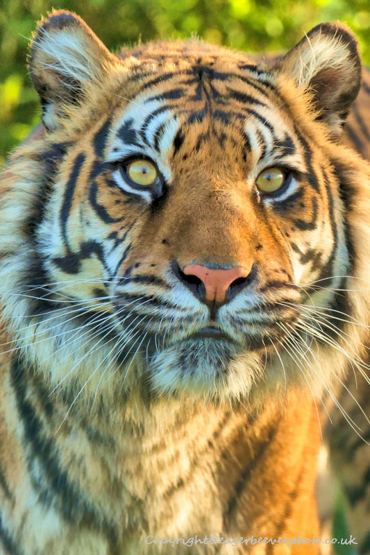 Big Cat Wildlife Art by UK Artist christopher Beever 37