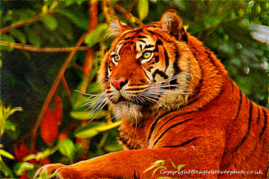 Big Cat Wildlife Art by UK Artist christopher Beever 39