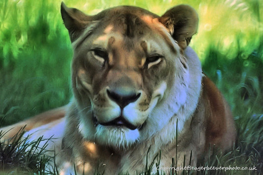 Big Cat Wildlife Art by UK Artist christopher Beever 41