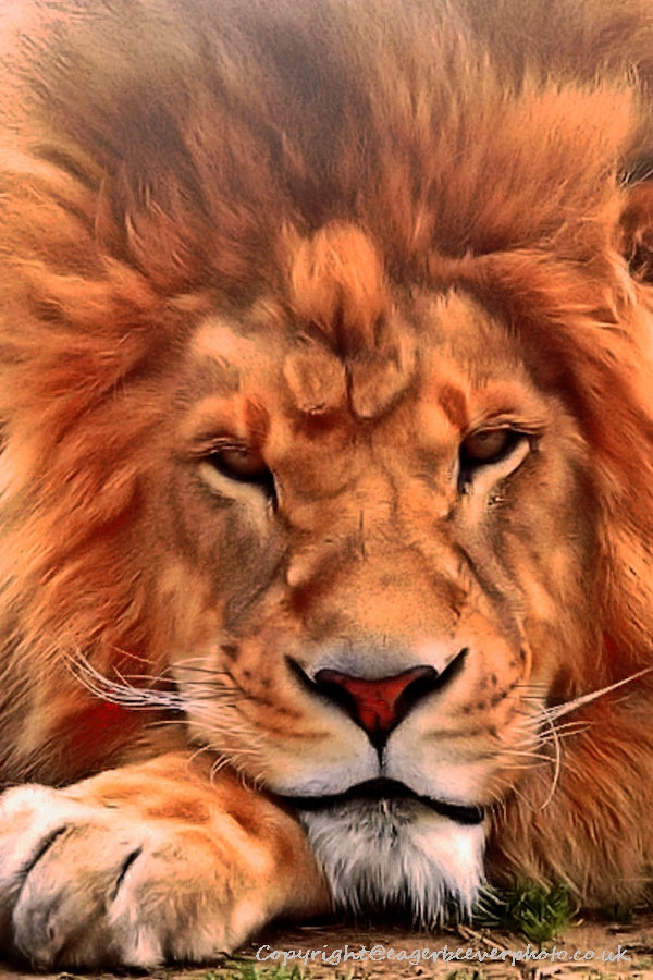 Big Cat Wildlife Art by UK Artist christopher Beever 42