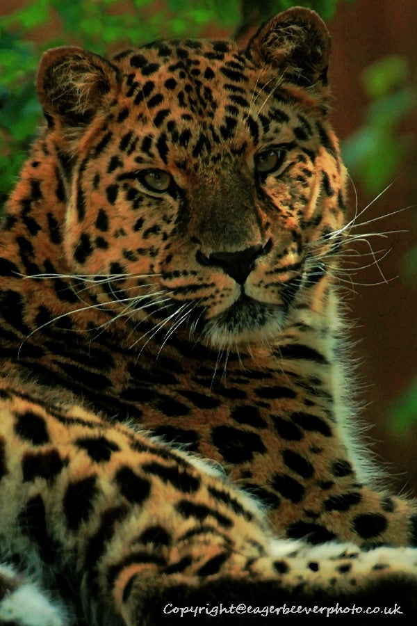 Big Cat Wildlife Art by UK Artist christopher Beever 44