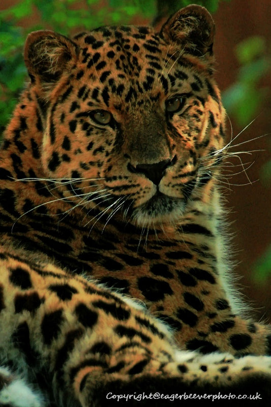 Big Cat Wildlife Art by UK Artist christopher Beever 44