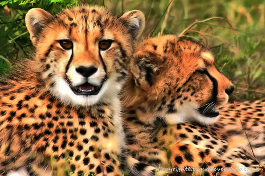 Big Cat Wildlife Art by UK Artist christopher Beever 45