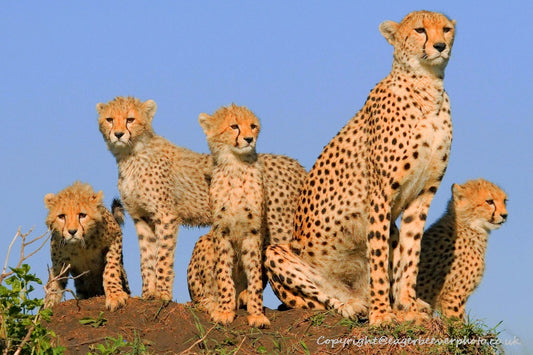 Big Cat Wildlife Art by UK Artist christopher Beever 47