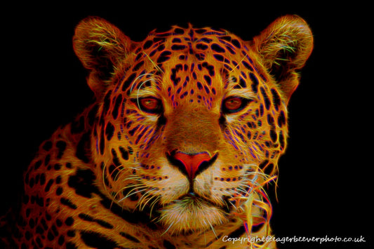 Big Cat Wildlife Art by UK Artist christopher Beever 48