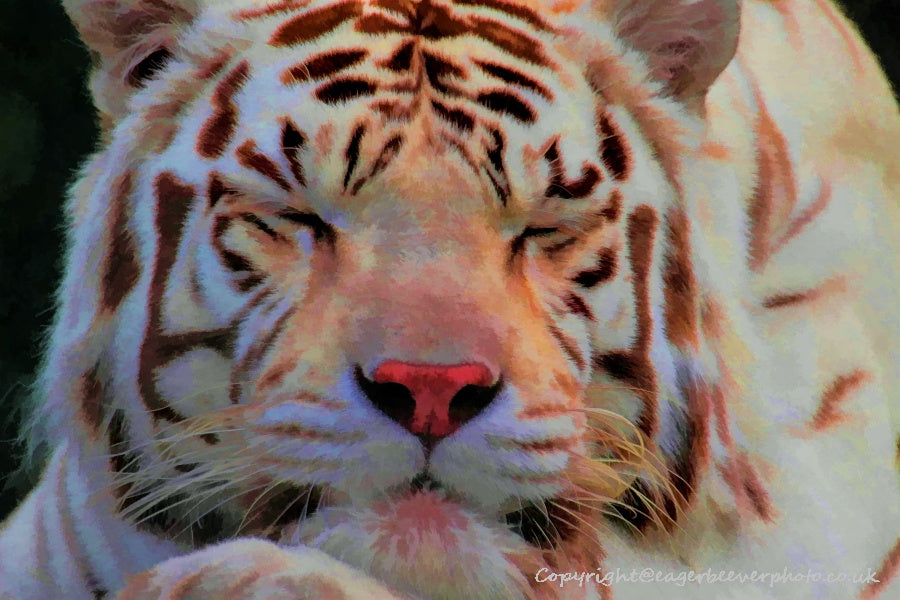 Big Cat Wildlife Art by UK Artist christopher Beever 51