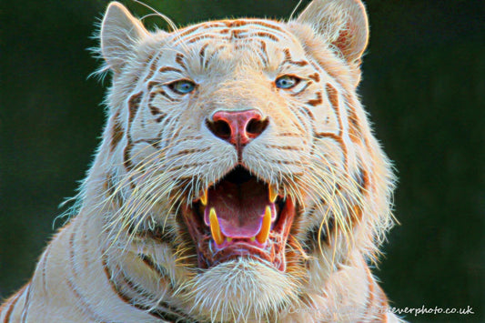 Big Cat Wildlife Art by UK Artist christopher Beever 53