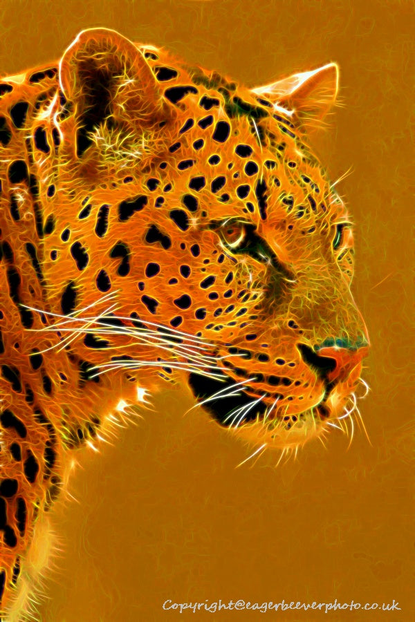 Big Cat Wildlife Art by UK Artist christopher Beever 55