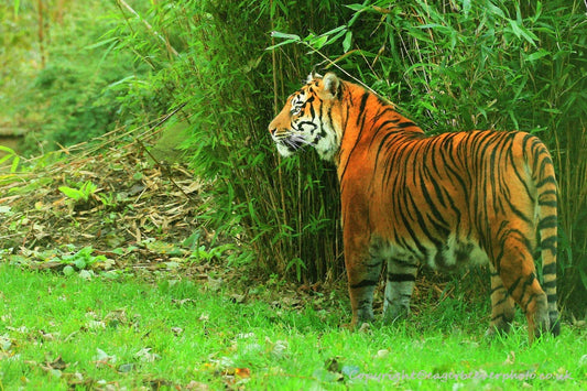 Big Cat Wildlife Art by UK Artist christopher Beever 56