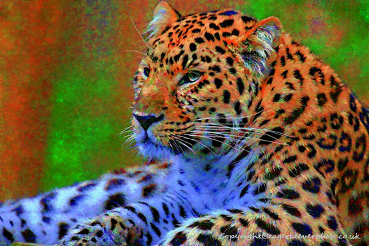 Big Cat Wildlife Art by UK Artist christopher Beever 57