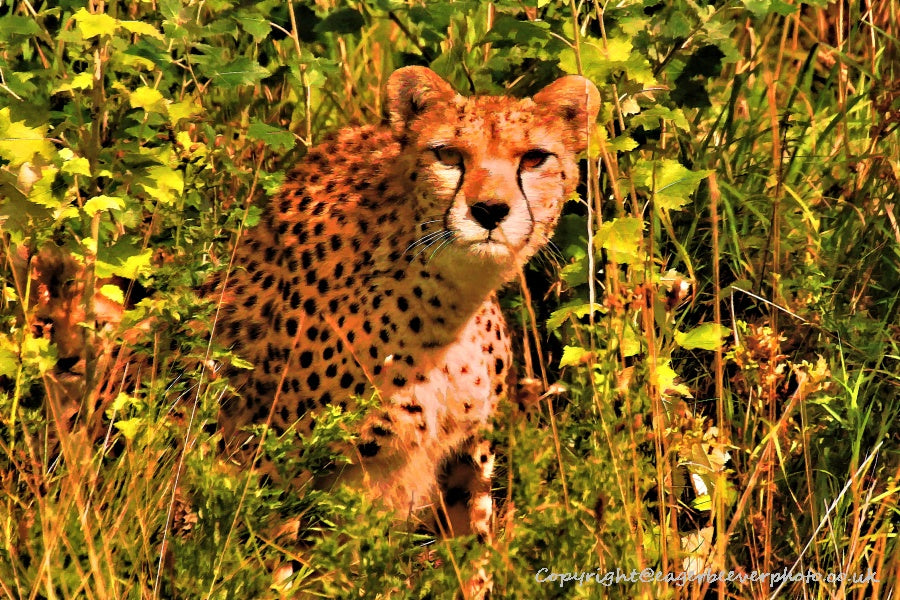 Big Cat Wildlife Art by UK Artist christopher Beever 60