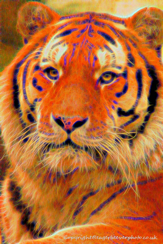 Big Cat Wildlife Art by UK Artist christopher Beever 61
