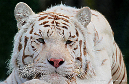 Big Cat Wildlife Art by UK Artist christopher Beever 62
