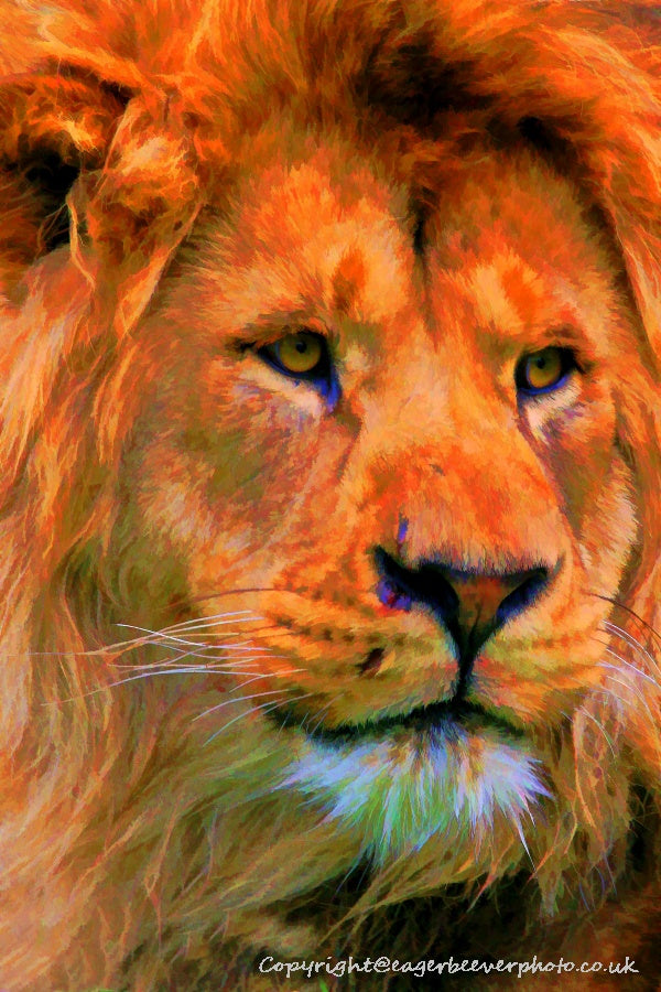 Big Cat Wildlife Art by UK Artist christopher Beever 63