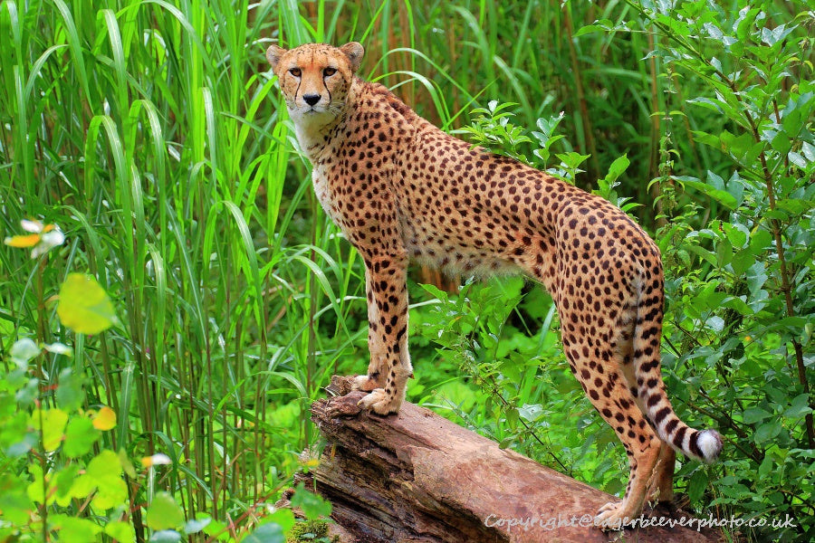 Big Cat Wildlife Art by UK Artist christopher Beever 64
