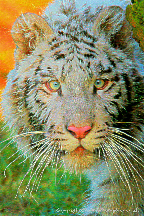 Big Cat Wildlife Art by UK Artist christopher Beever 65