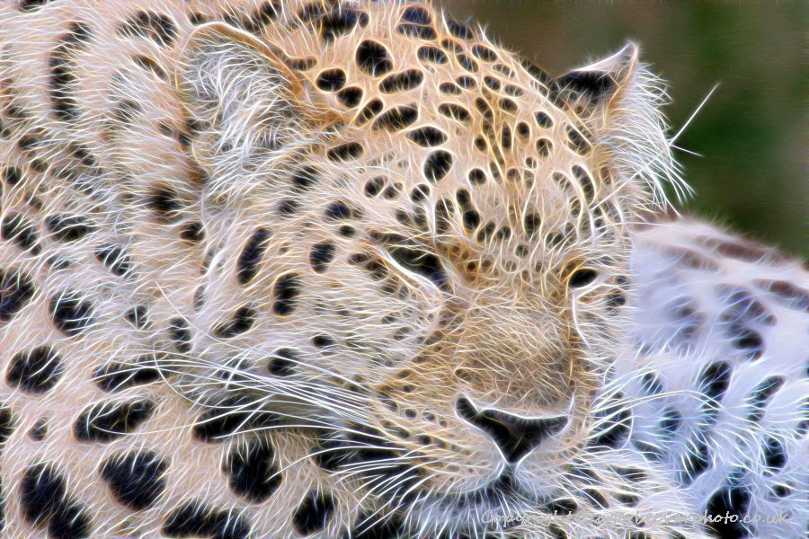 Big Cat Wildlife Art by UK Artist christopher Beever 71