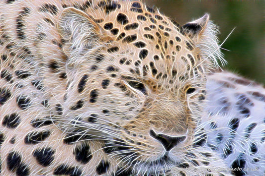 Big Cat Wildlife Art by UK Artist christopher Beever 71