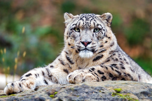 Big Cat Wildlife Art by UK Artist christopher Beever 8