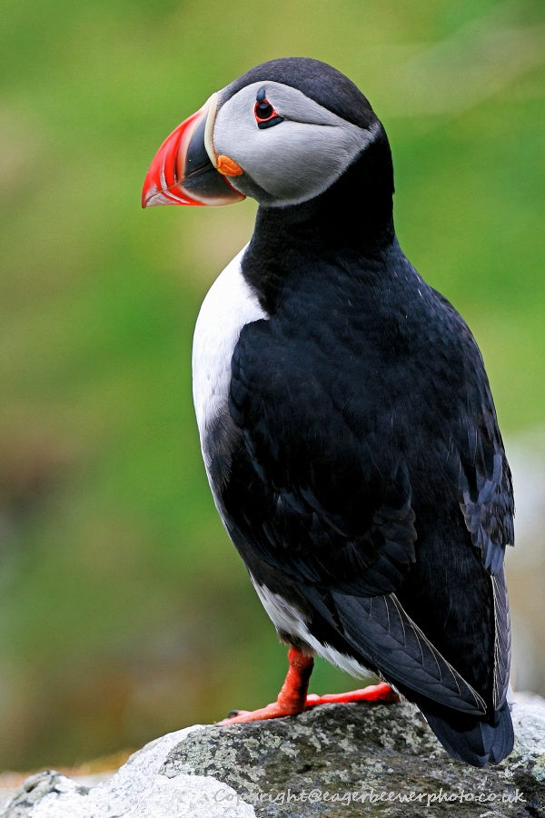 UK British Wildlife Art & Photography by Christopher Beever 13