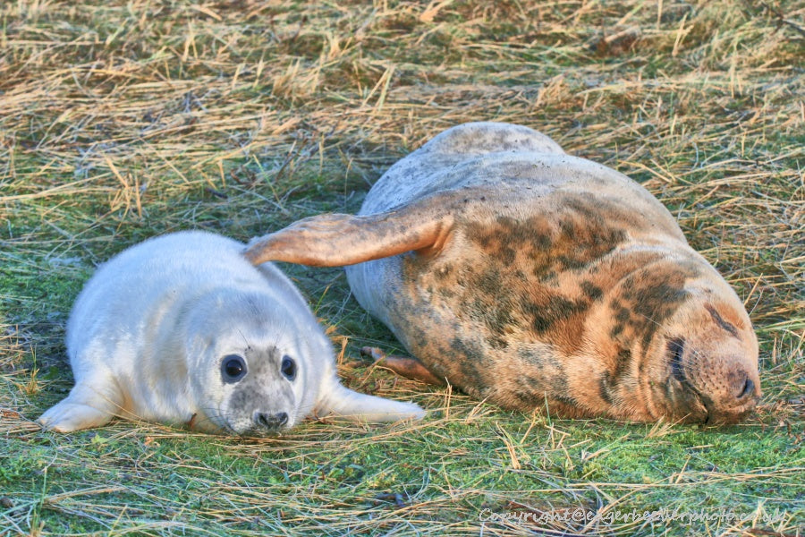 UK British Wildlife Art & Photography by Christopher Beever 15