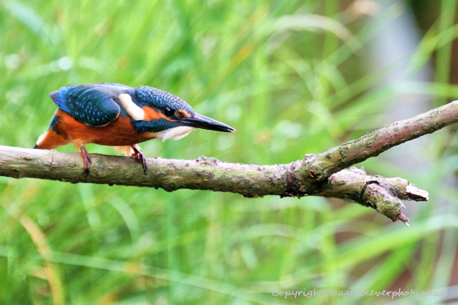 UK British Wildlife Art & Photography by Christopher Beever 19