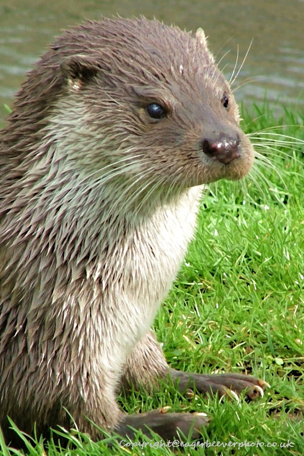 UK British Wildlife Art & Photography by Christopher Beever 2