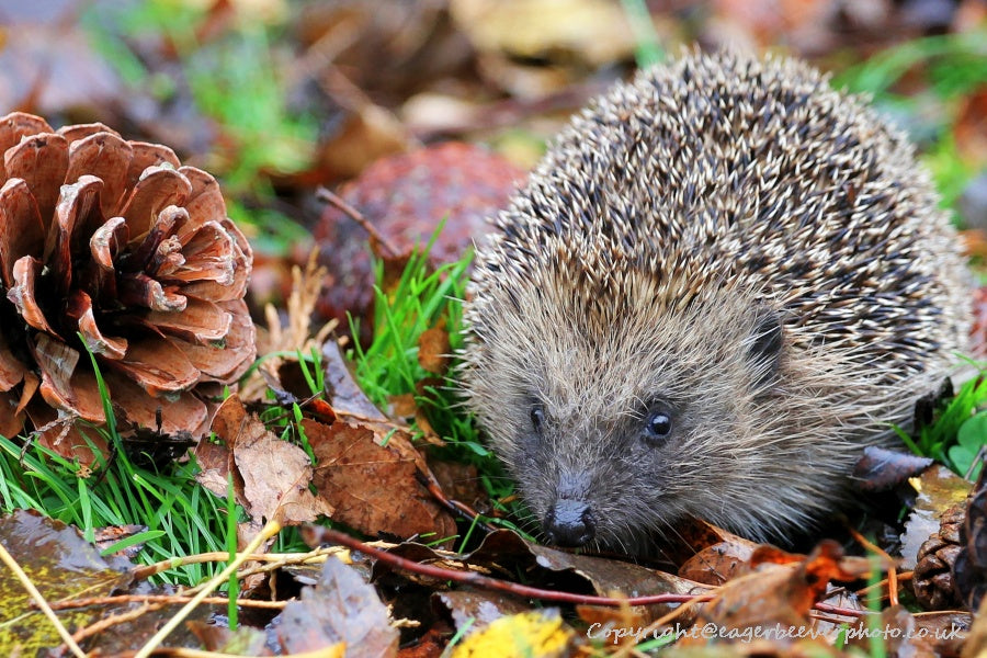 UK British Wildlife Art & Photography by Christopher Beever 21