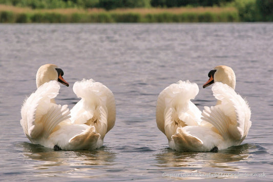UK British Wildlife Art & Photography by Christopher Beever 25