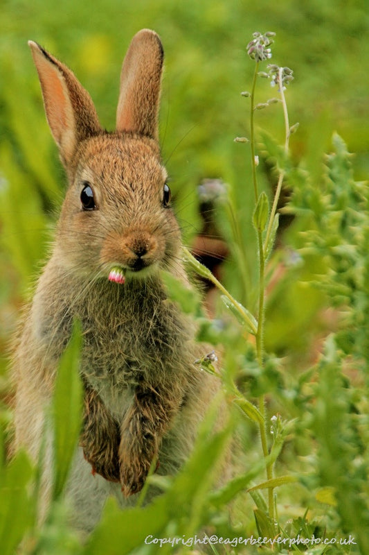 UK British Wildlife Art & Photography by Christopher Beever 29