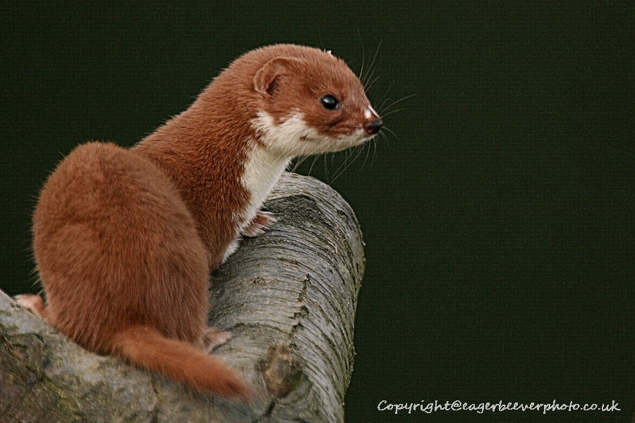 UK British Wildlife Art & Photography by Christopher Beever 31