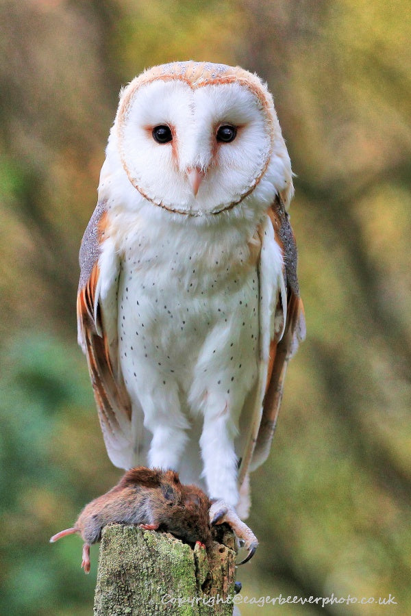 UK British Wildlife Art & Photography by Christopher Beever 4