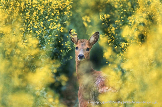 UK British Wildlife Art & Photography by Christopher Beever 52