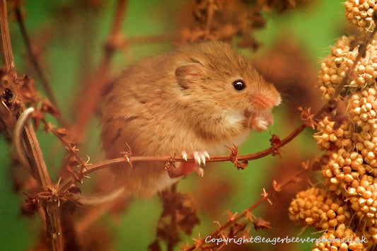 UK British Wildlife Art & Photography by Christopher Beever 54