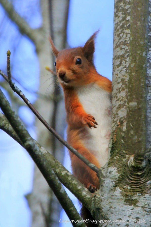 UK British Wildlife Art & Photography by Christopher Beever 6