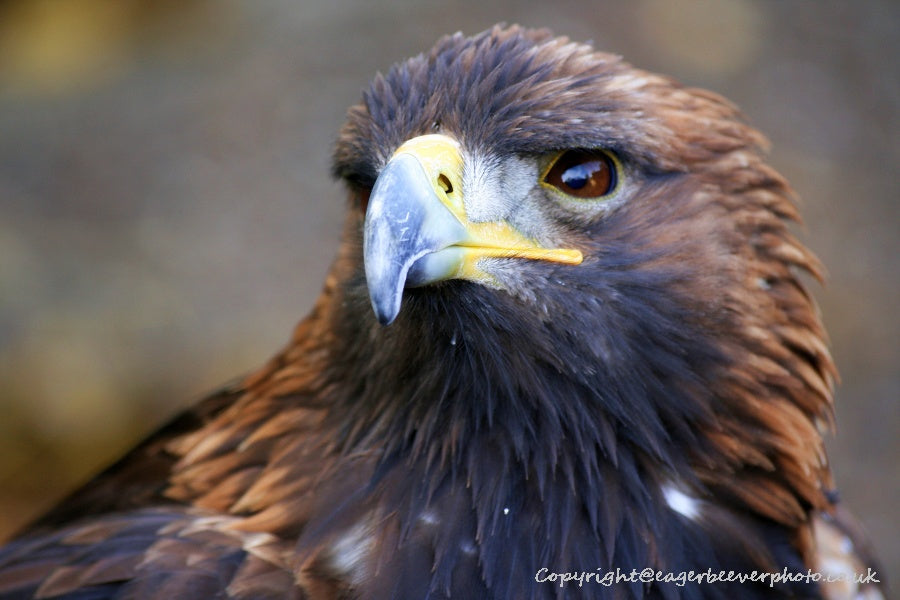UK British Wildlife Art & Photography by Christopher Beever 62