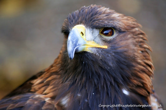 UK British Wildlife Art & Photography by Christopher Beever 62