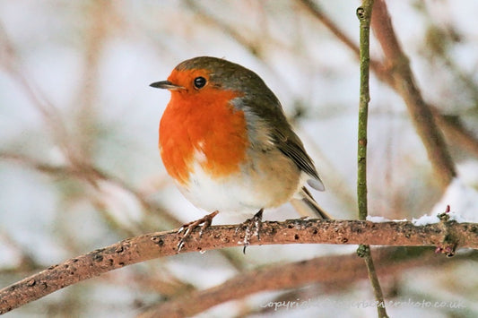 UK British Wildlife Art & Photography by Christopher Beever 63