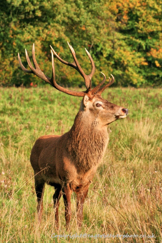 UK British Wildlife Art & Photography by Christopher Beever 68