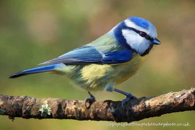 UK British Wildlife Art & Photography by Christopher Beever 77