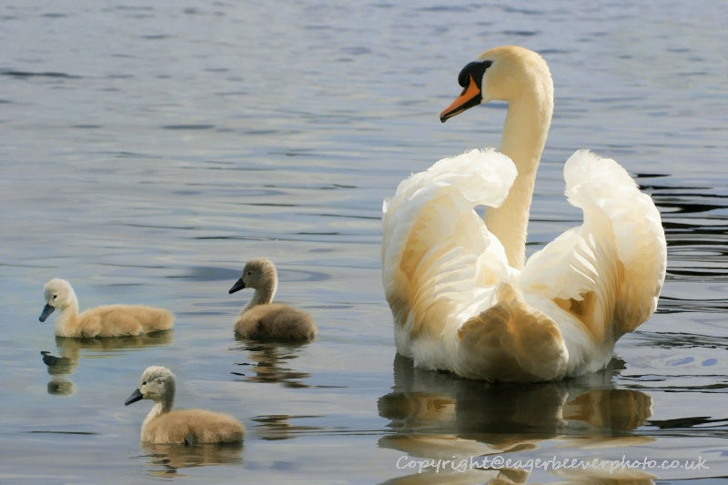 UK British Wildlife Art & Photography by Christopher Beever 78