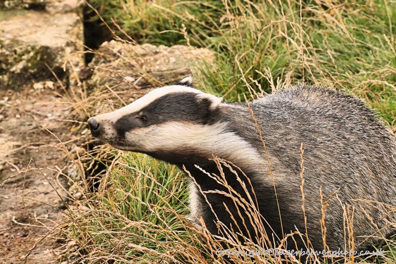 UK British Wildlife Art & Photography by Christopher Beever 80