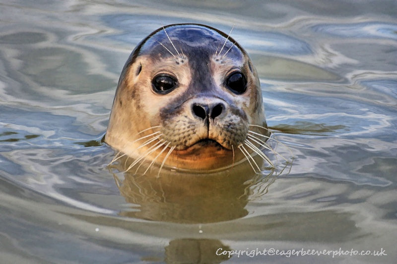 UK British Wildlife Art & Photography by Christopher Beever 85