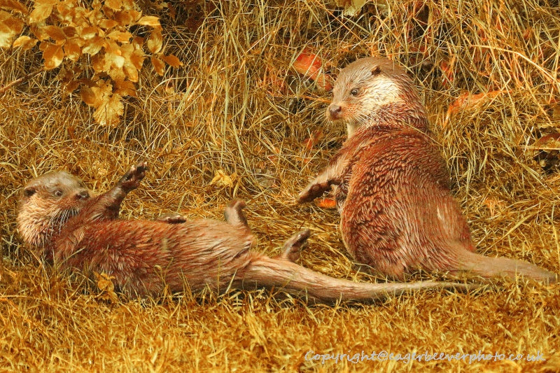 UK British Wildlife Art & Photography by Christopher Beever 88