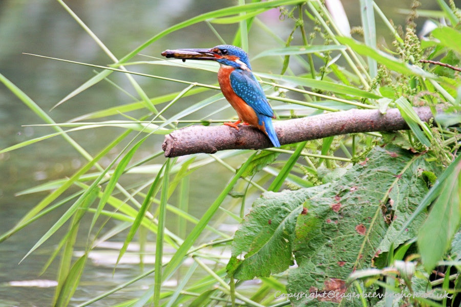 UK British Wildlife Art & Photography by Christopher Beever 9