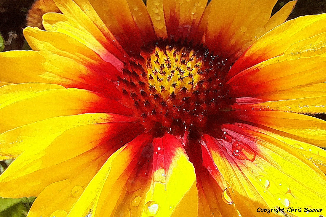 Flower Art & Photography by UK Artist & Photographer Chris Beever 13