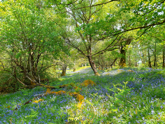 Gruline Bluebell Wood Isle of Mull Landscape Art by Chris Beever 10